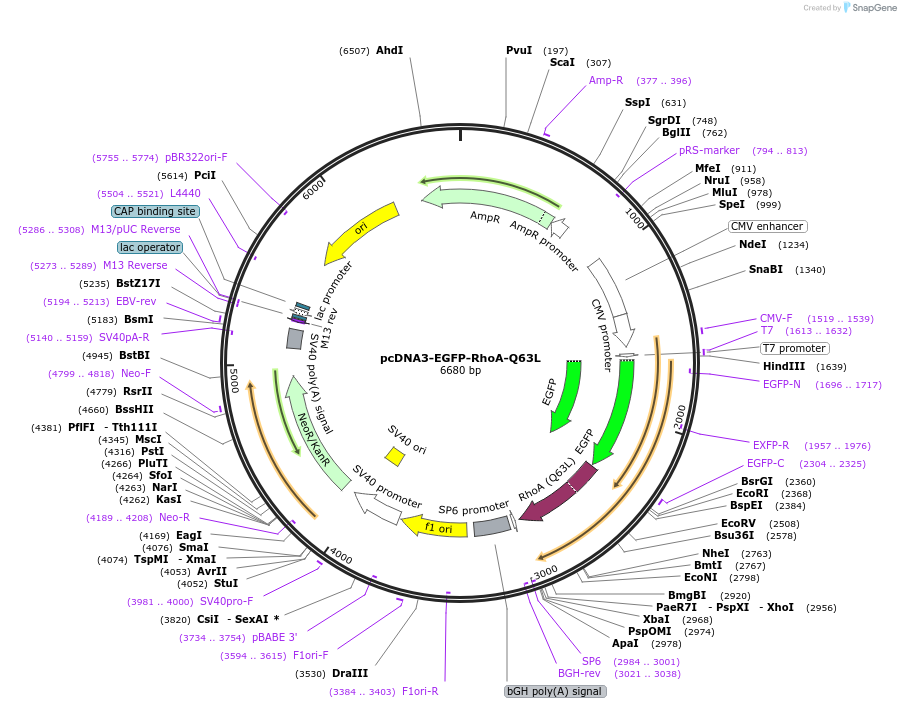 12968-plasmid-map-sequence-id-471591