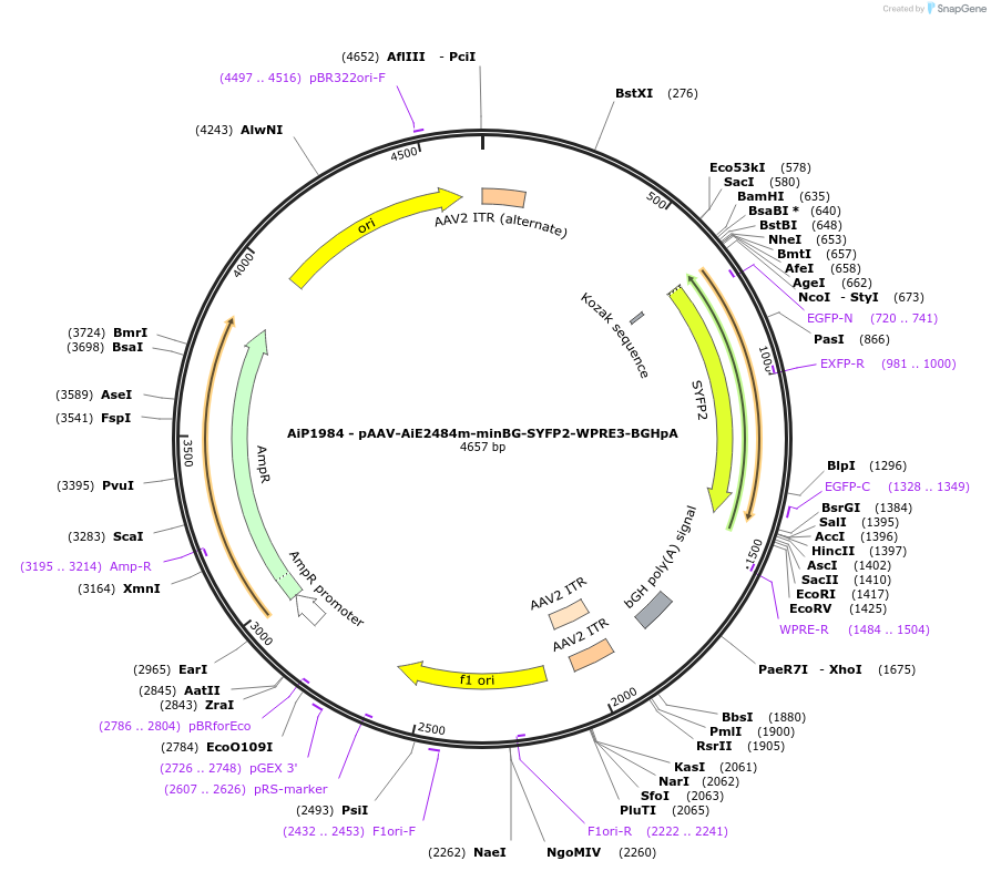 230749-plasmid-map-sequence-id-471592