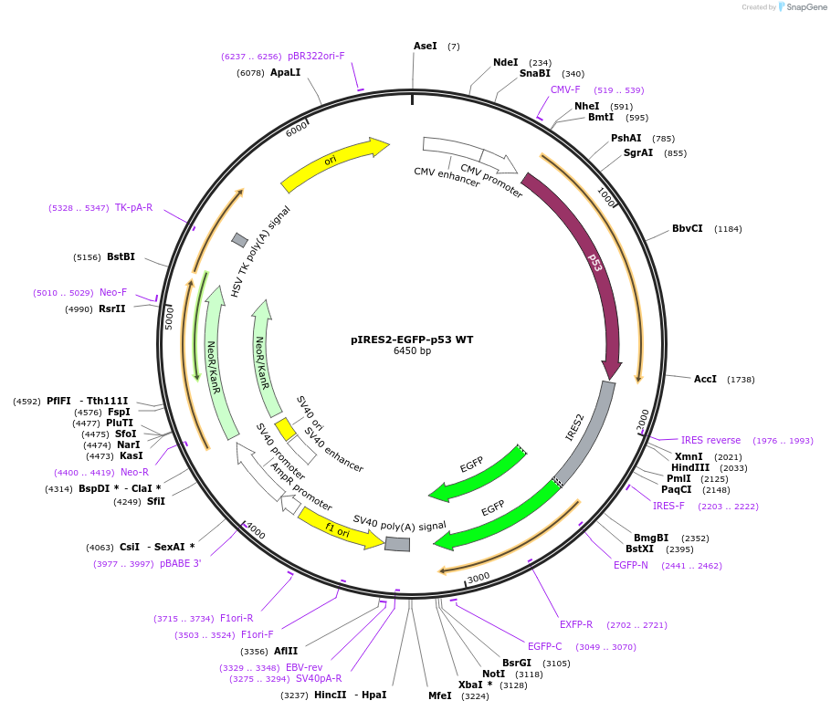 49242-plasmid-map-sequence-id-471593