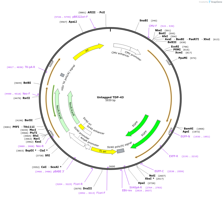 237551-plasmid-map-sequence-id-471601