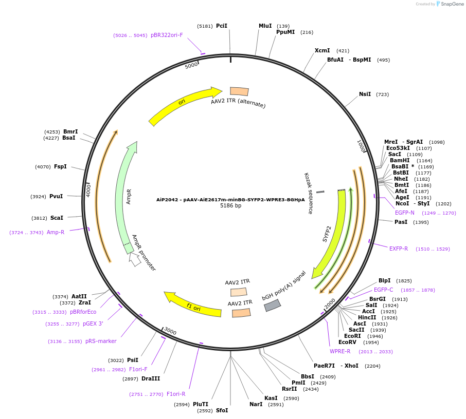 230761-plasmid-map-sequence-id-471602