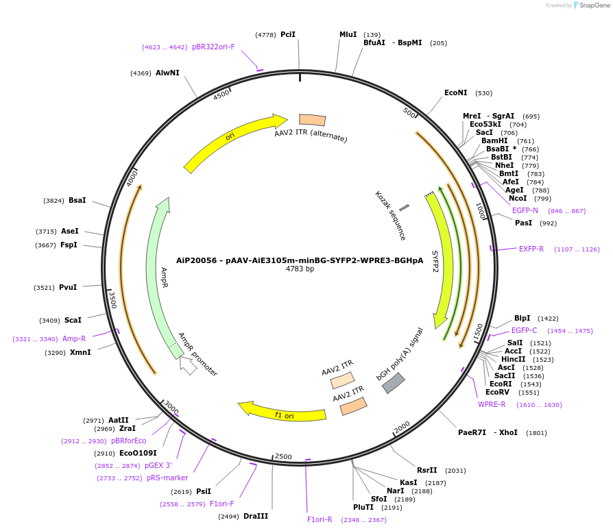 230786-plasmid-map-sequence-id-471607