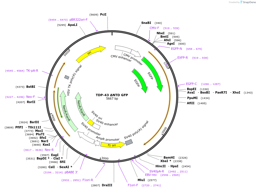 237546-plasmid-map-sequence-id-471611