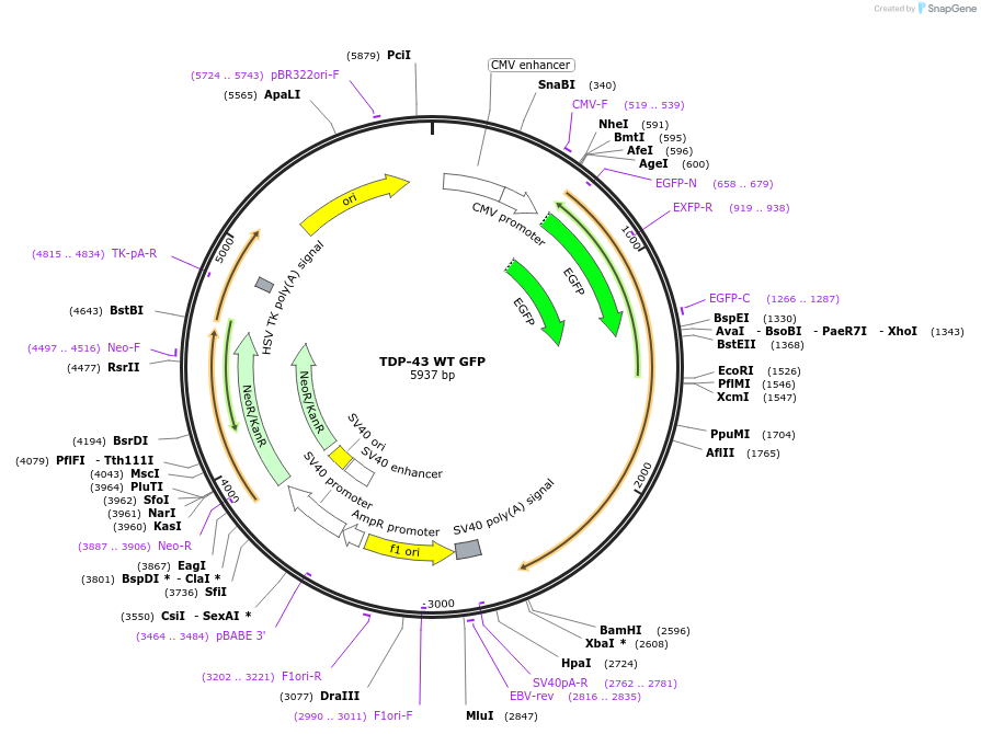 237542-plasmid-map-sequence-id-471620