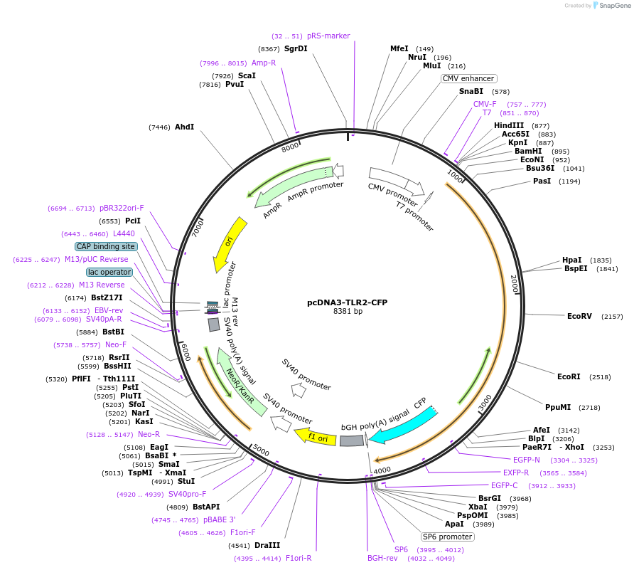 13015-plasmid-map-sequence-id-471621