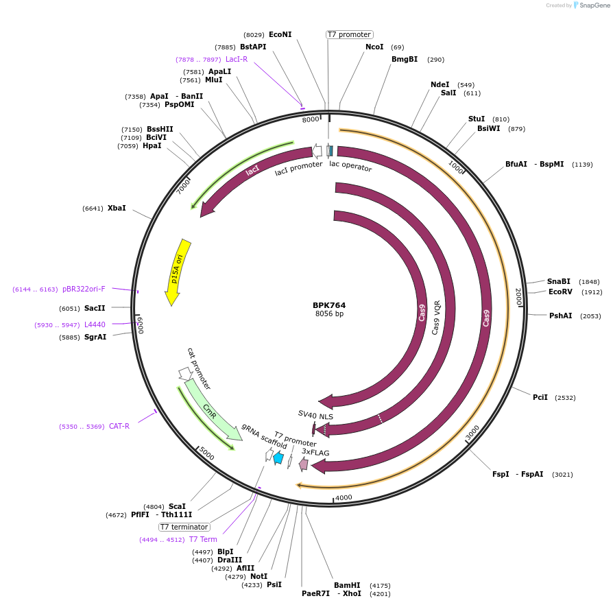 65767-plasmid-map-sequence-id-471631