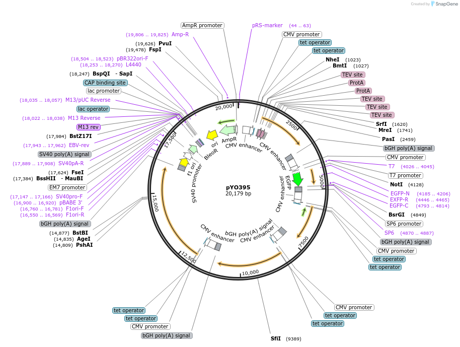 235734-plasmid-map-sequence-id-471647