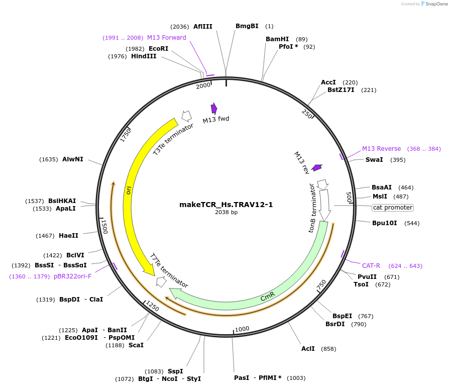 233952-plasmid-map-sequence-id-471654