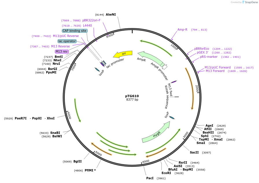 237385-plasmid-map-sequence-id-471660