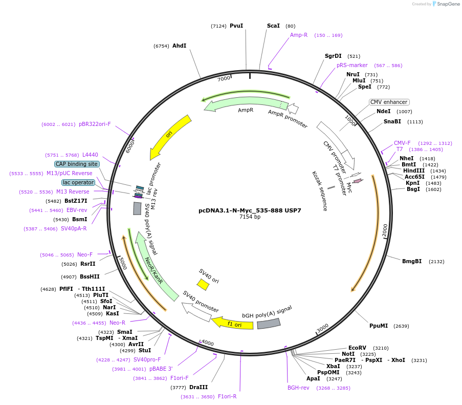 131248-plasmid-map-sequence-id-471666