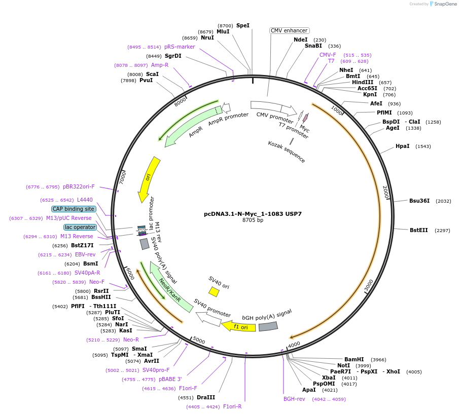 131251-plasmid-map-sequence-id-471667