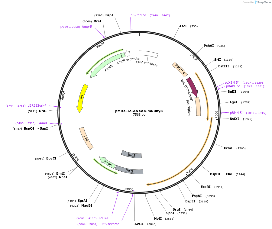 184890-plasmid-map-sequence-id-471672