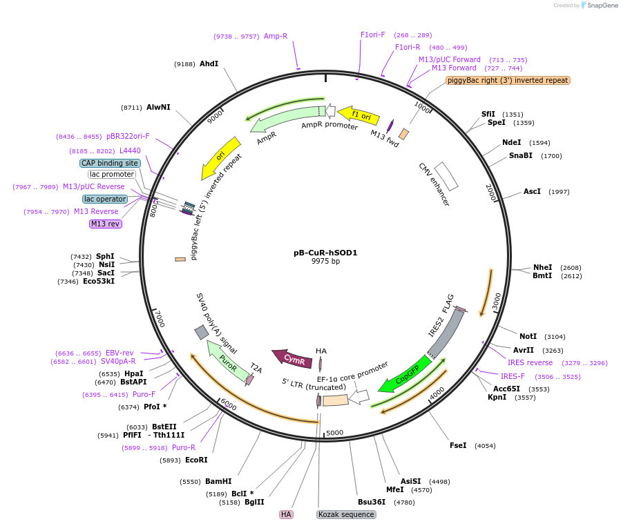 232477-plasmid-map-sequence-id-471678
