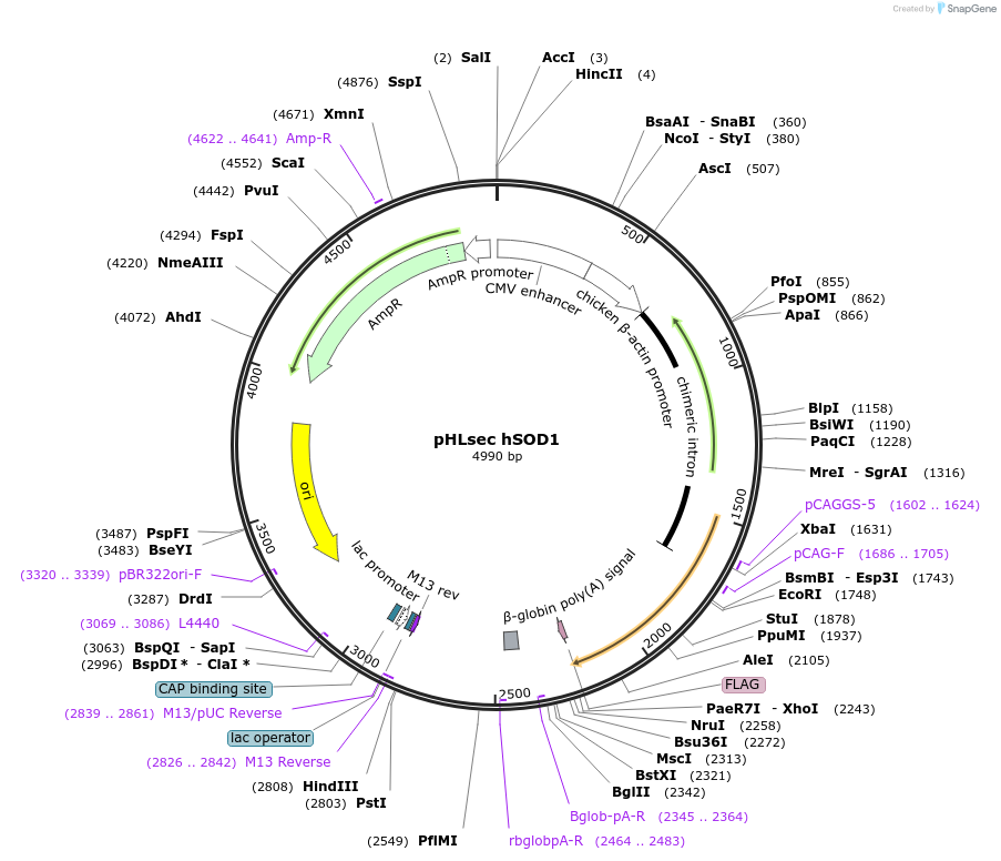 232481-plasmid-map-sequence-id-471683