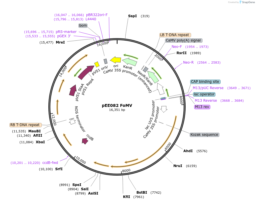 234811-plasmid-map-sequence-id-471684