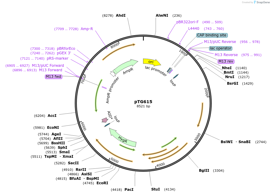 237390-plasmid-map-sequence-id-471701