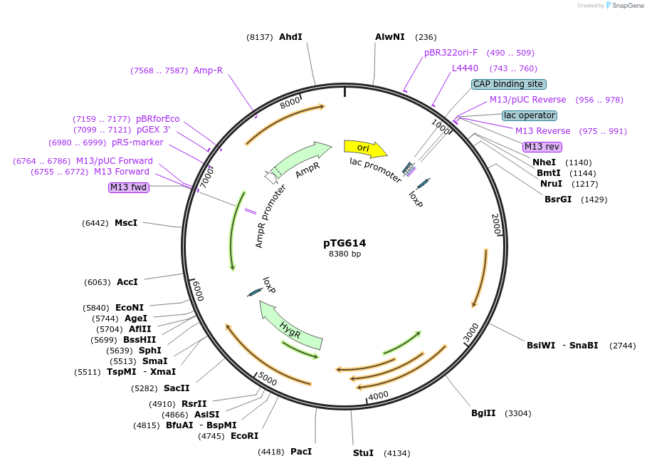 237389-plasmid-map-sequence-id-471702