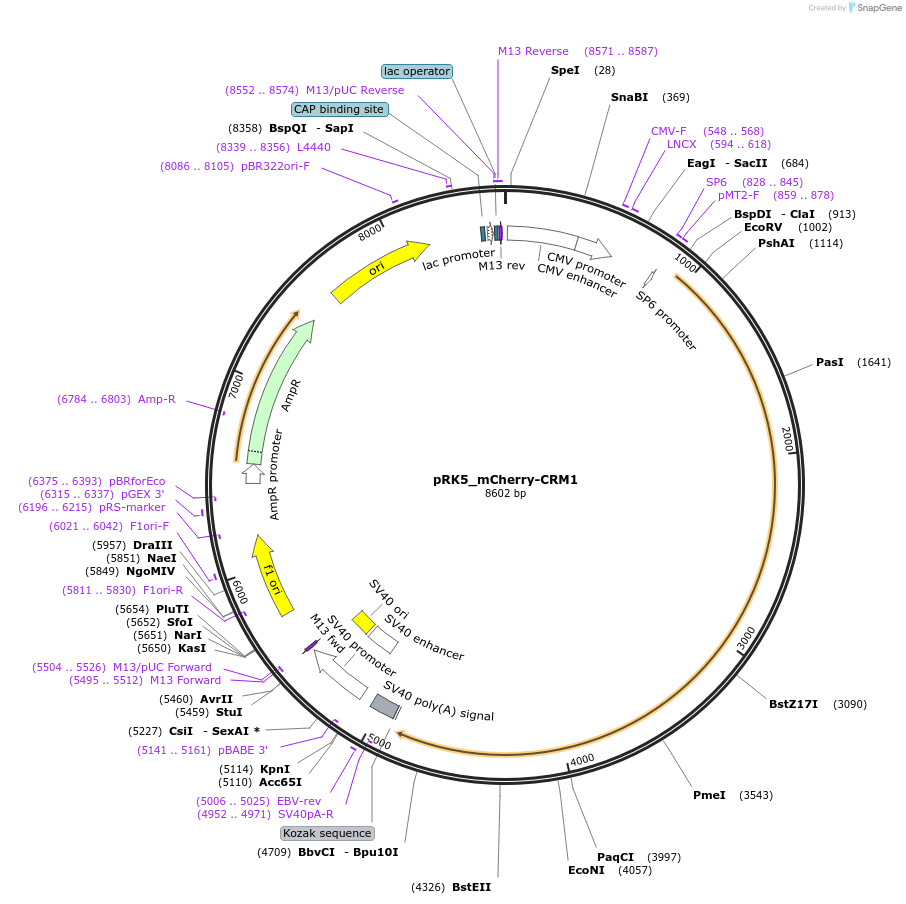 237646-plasmid-map-sequence-id-471721