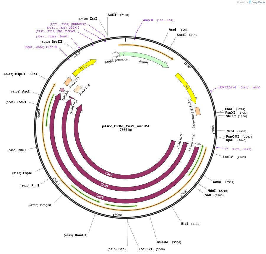 226141-plasmid-map-sequence-id-471728