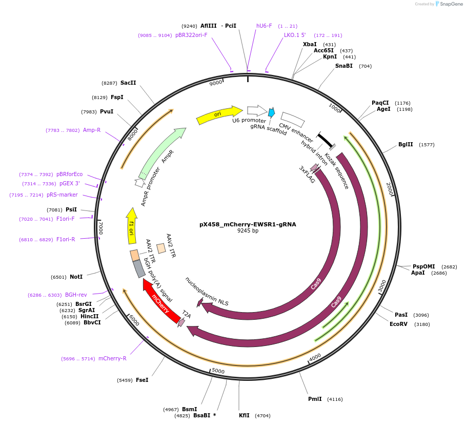 237683-plasmid-map-sequence-id-471729