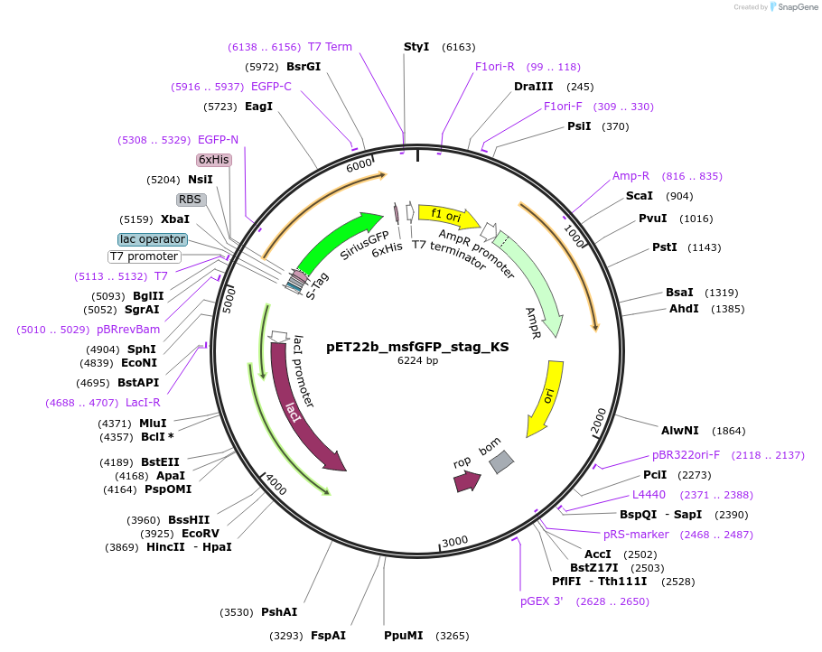 237630-plasmid-map-sequence-id-471738