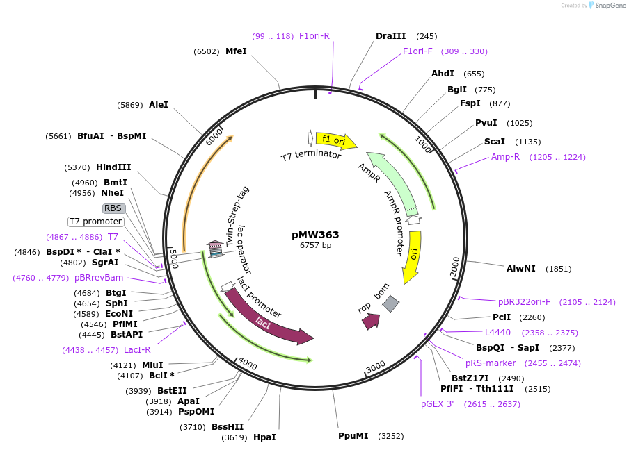 238208-plasmid-map-sequence-id-471743