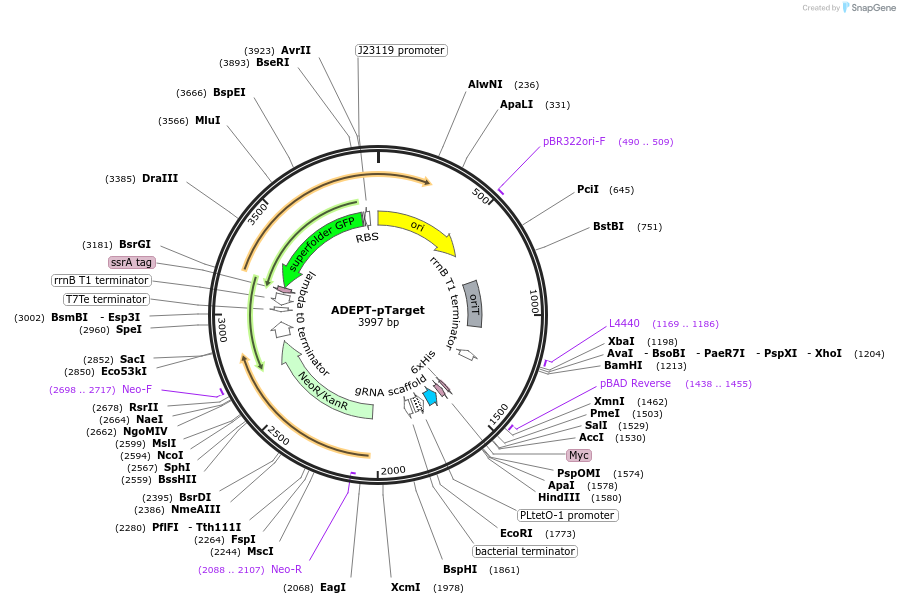 238033-plasmid-map-sequence-id-471747