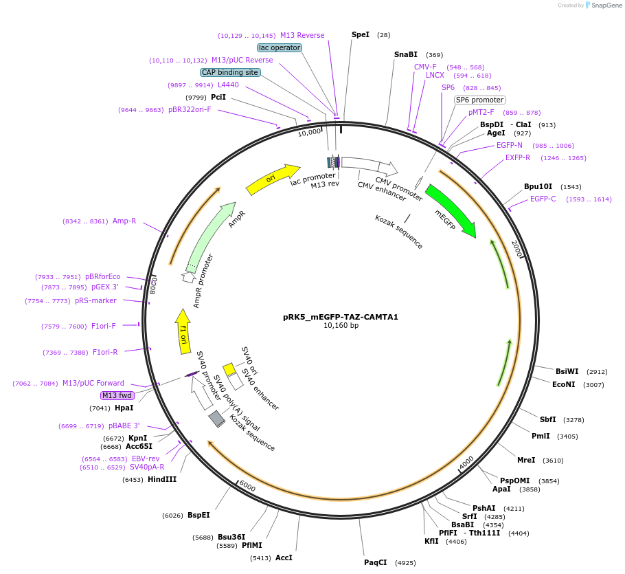 237642-plasmid-map-sequence-id-471756