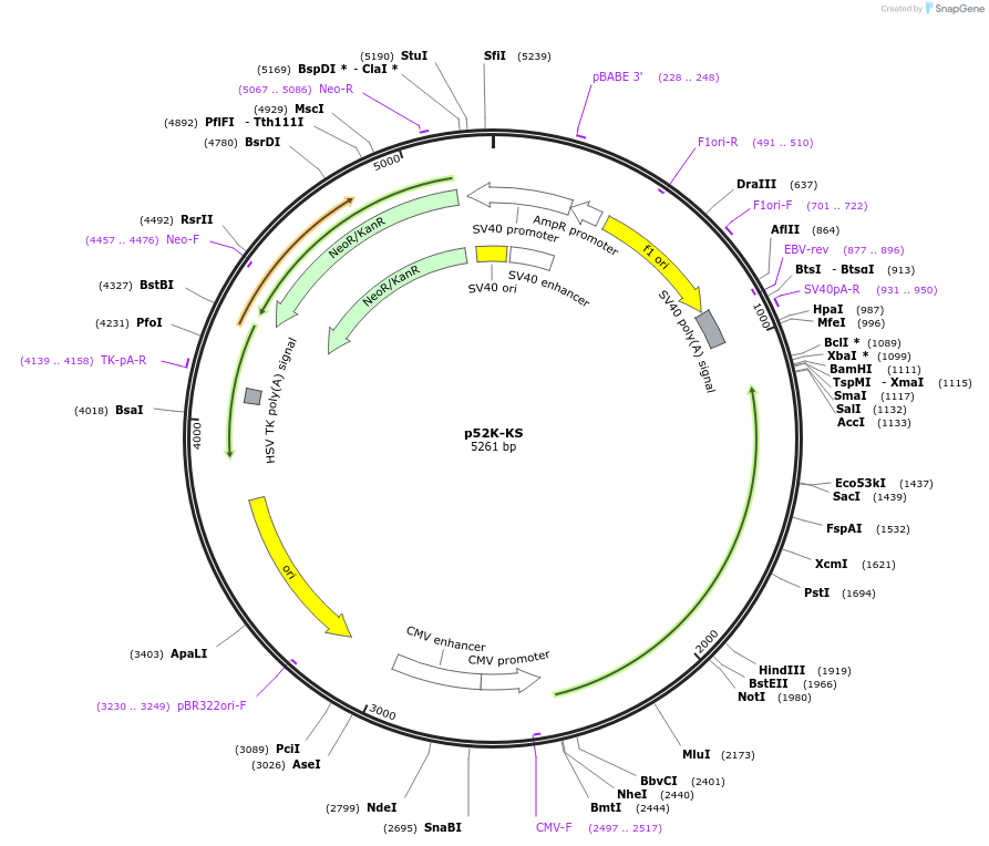 237688-plasmid-map-sequence-id-471757