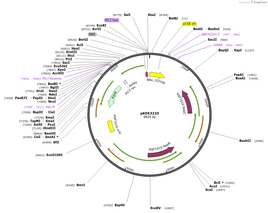 234087-plasmid-map-sequence-id-471771
