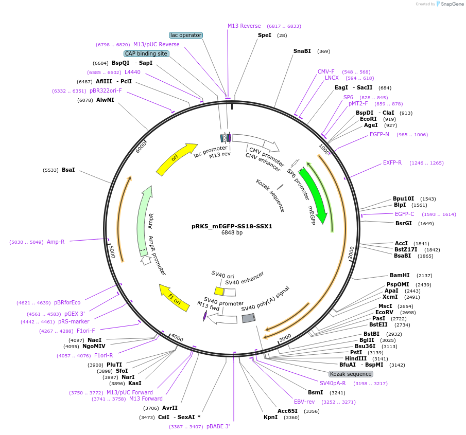 237678-plasmid-map-sequence-id-471777