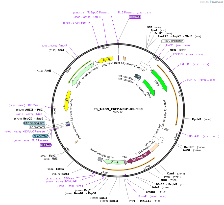 237663-plasmid-map-sequence-id-471783