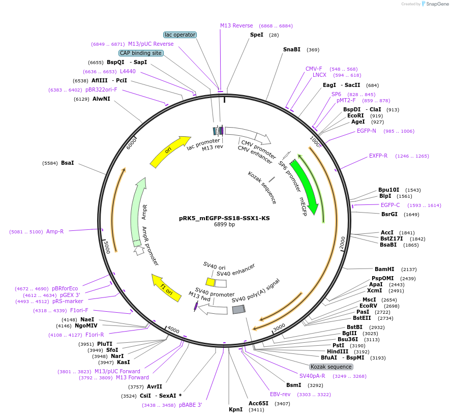 237679-plasmid-map-sequence-id-471790