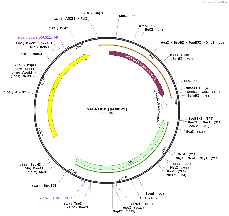 236360-plasmid-map-sequence-id-471798