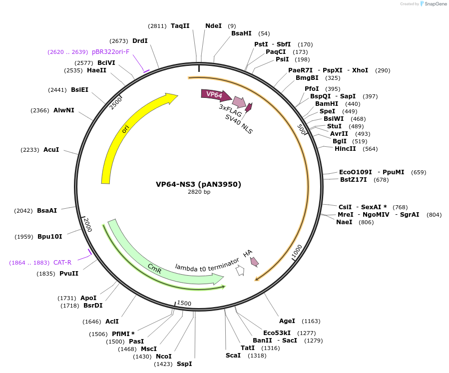 236359-plasmid-map-sequence-id-471799