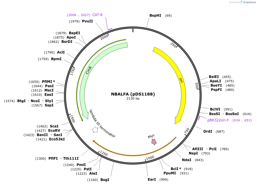 236357-plasmid-map-sequence-id-471800