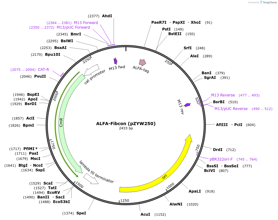 236354-plasmid-map-sequence-id-471801