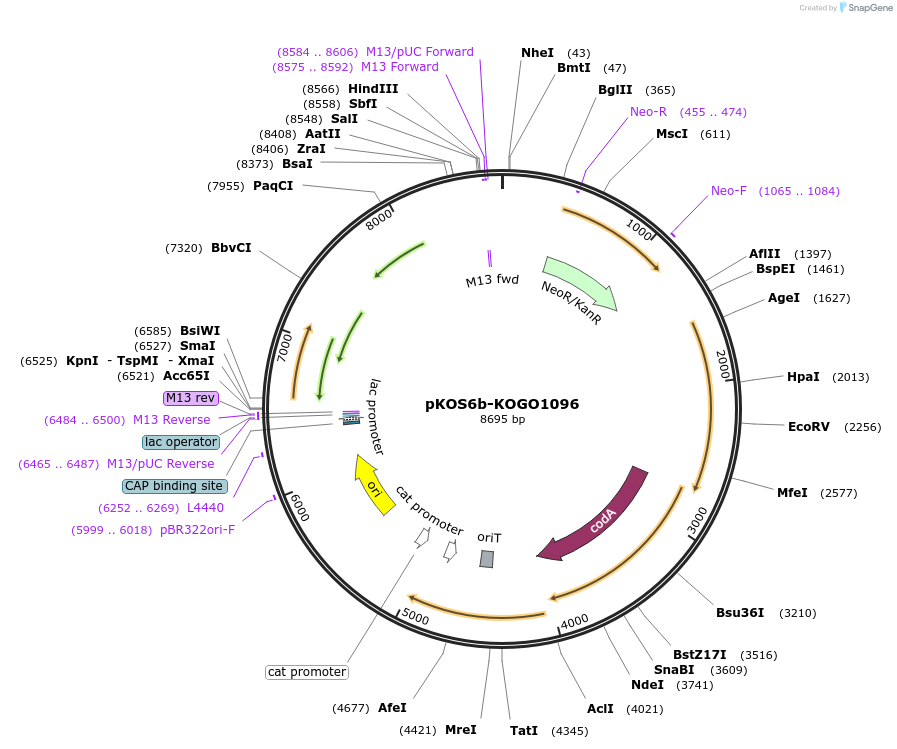 238023-plasmid-map-sequence-id-471806