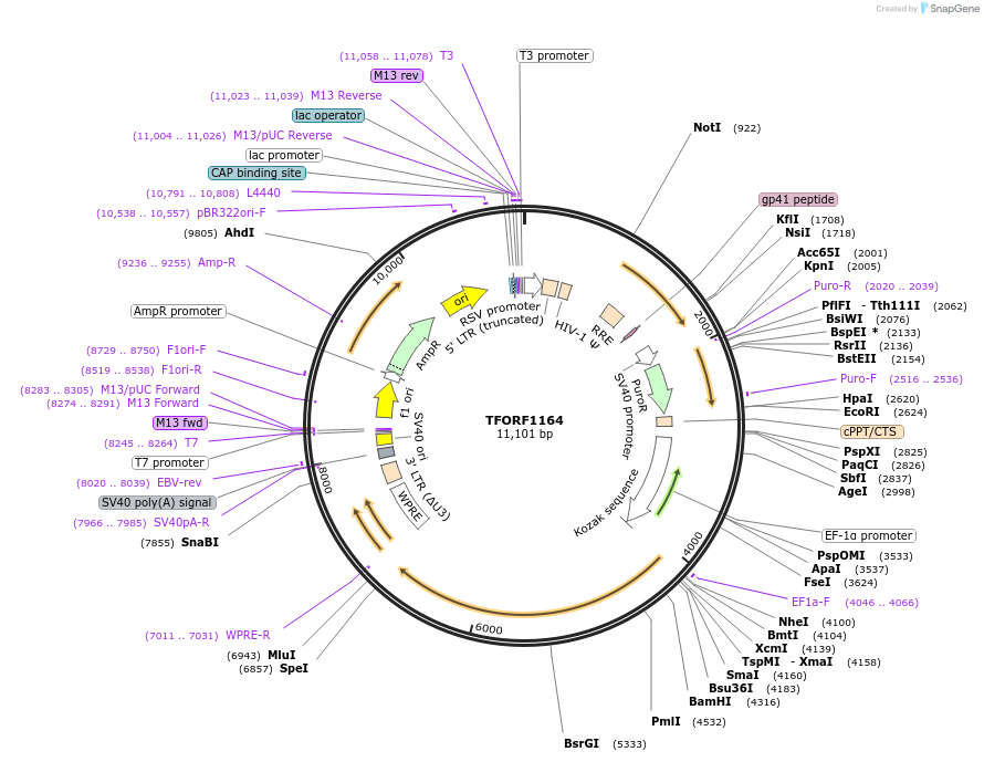 144274-plasmid-map-sequence-id-471807