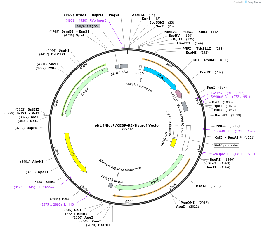 236832-plasmid-map-sequence-id-471833