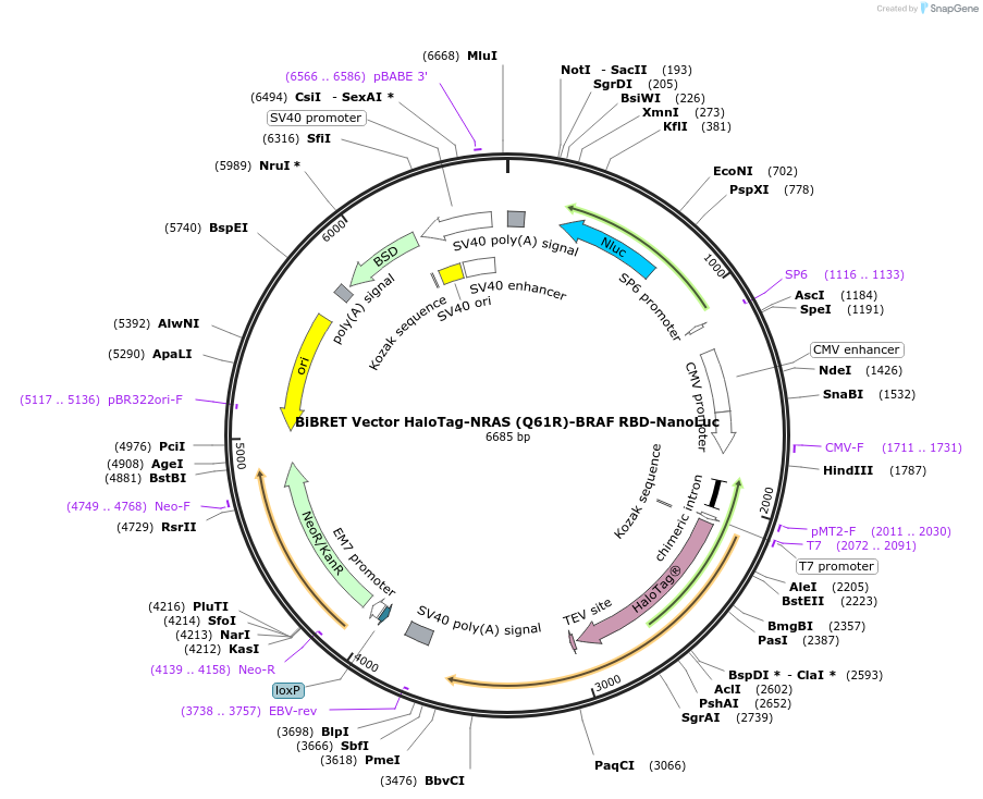 236852-plasmid-map-sequence-id-471850