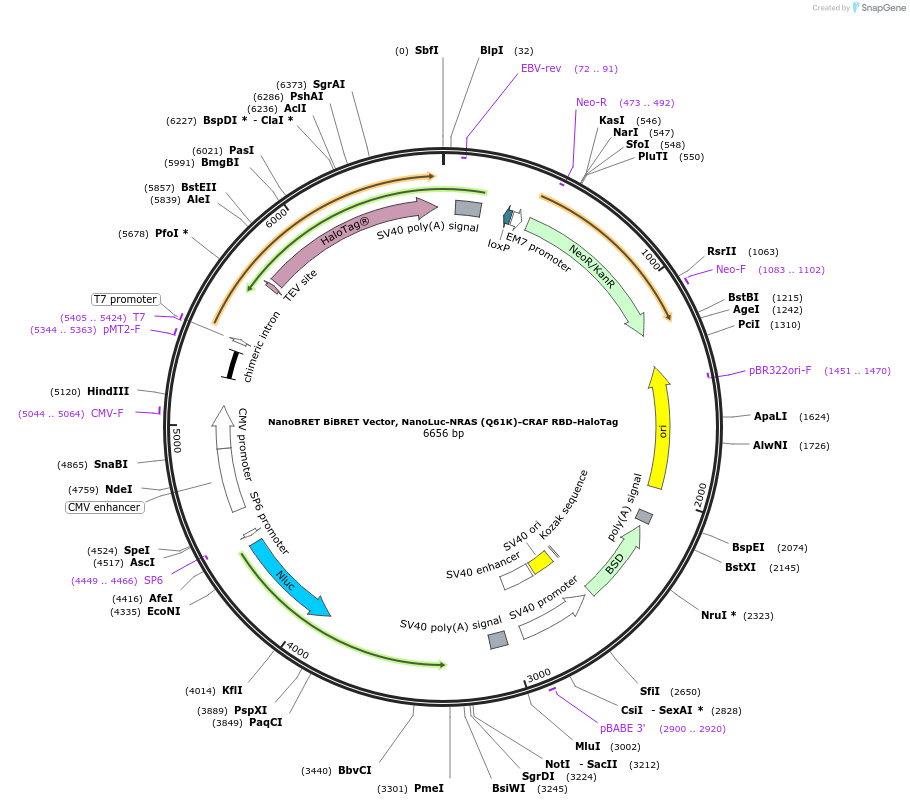 236860-plasmid-map-sequence-id-471853