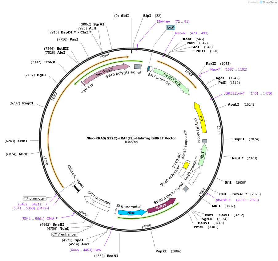 236868-plasmid-map-sequence-id-471856