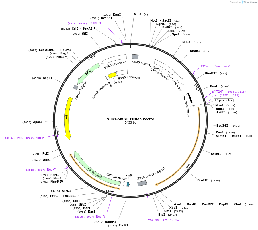 237026-plasmid-map-sequence-id-471885