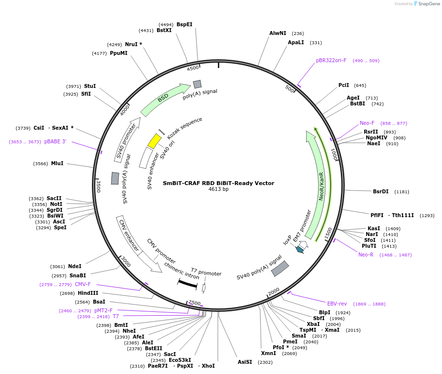 237032-plasmid-map-sequence-id-471889