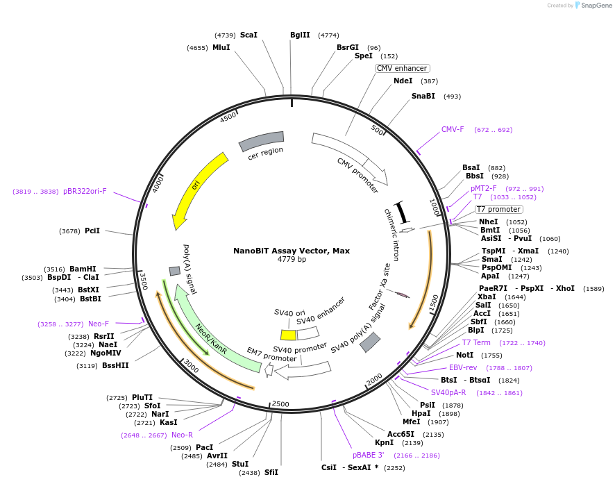 237034-plasmid-map-sequence-id-471891