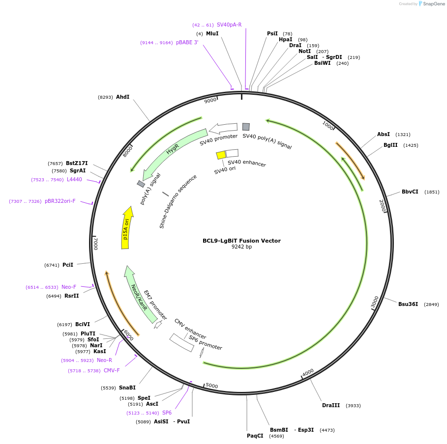 237073-plasmid-map-sequence-id-471921