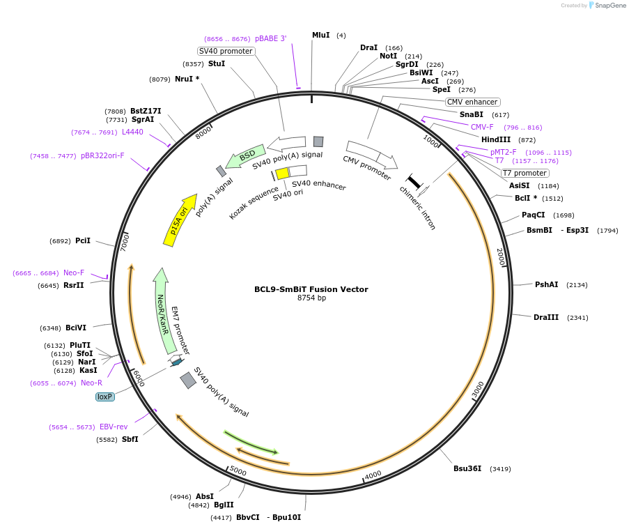 237075-plasmid-map-sequence-id-471922
