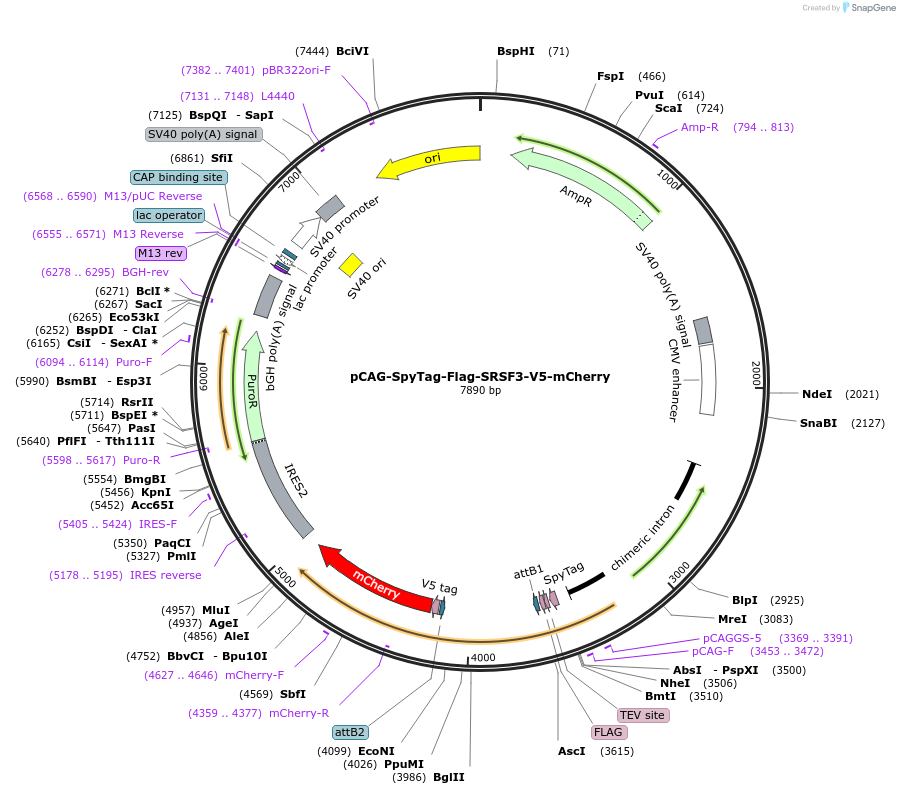 235091-plasmid-map-sequence-id-471949
