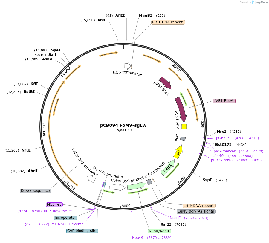 234816-plasmid-map-sequence-id-471954